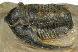 Bargain, Diademaproetus Trilobite - Foum Zguid, Morocco #368620-1